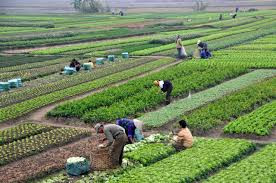 Farming, Agriculture ...