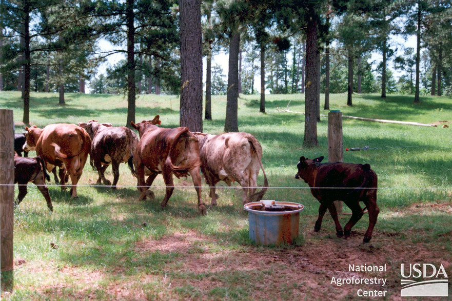 Module 4: Agroforestry and Sustainable Agriculture
